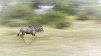 Feracare Wildlife Centre